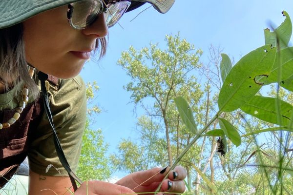 Senior Justyna Kruczalak's summer research seeks to understand how other insects on the milkweed plant could impact the monarch butterfly species.