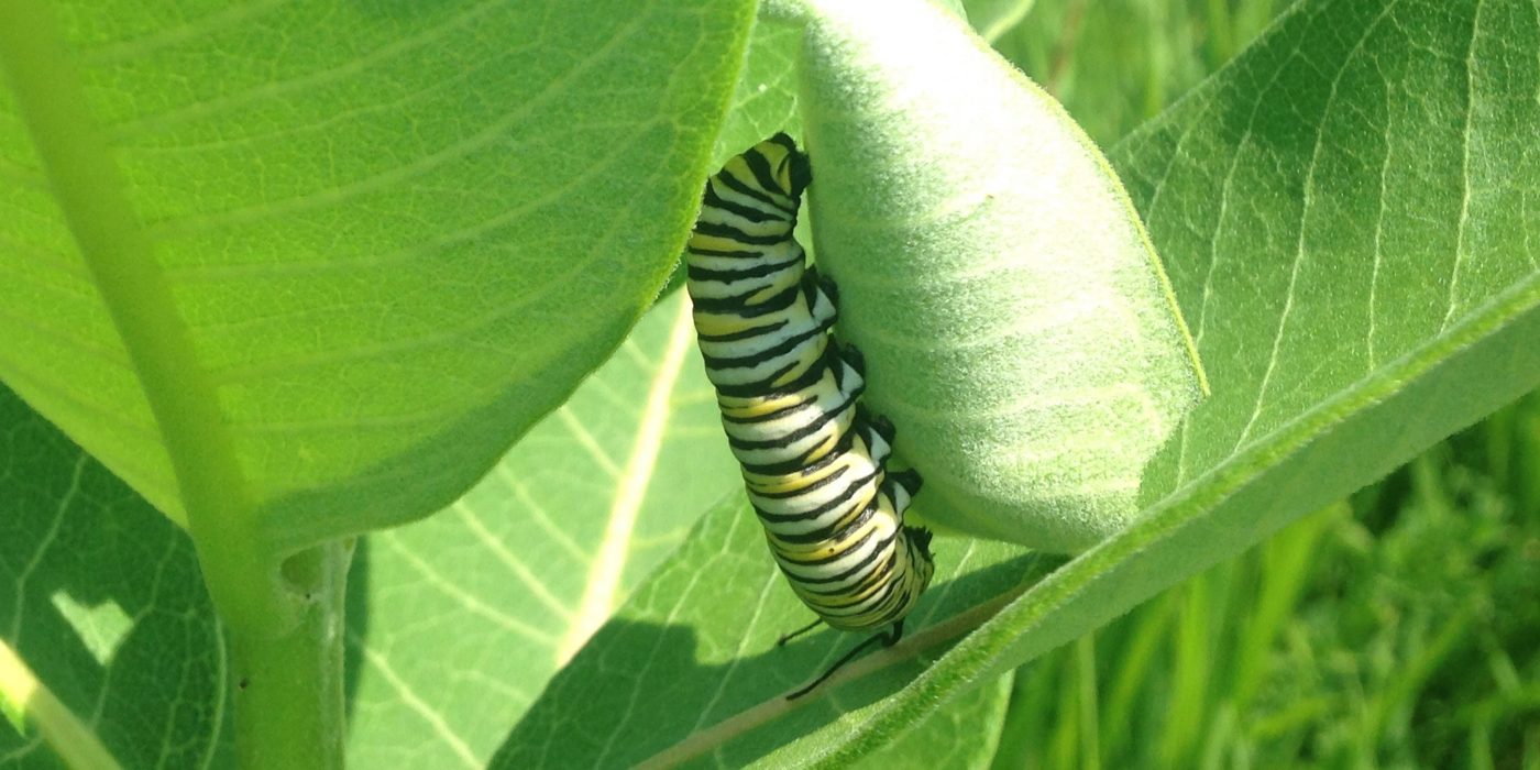 Monarch caterpillar in 4th instar stage on its host plant: the common milkweed