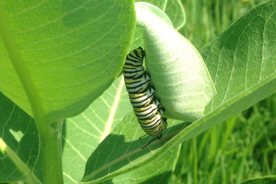 Monarch caterpillar in 4th instar stage on its host plant: the common milkweed