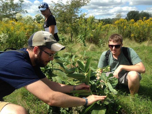 Professor of Biology Tammy Mildenstein and Cornell College students conduct a monarch butterfly survey in a field of milkweed.