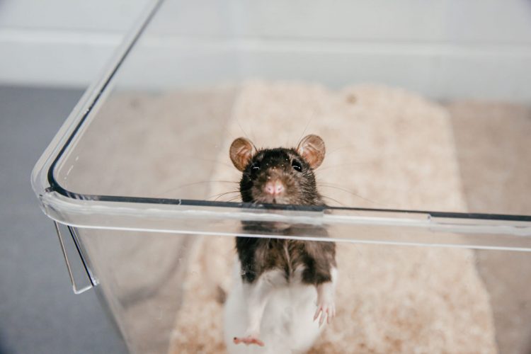 A rat looks out of its holding area in the Vivarium Lab inside of West Science.