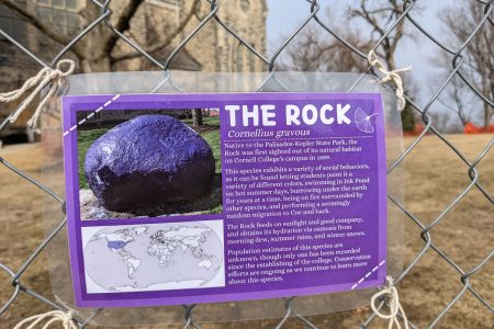 Belou Quimby ’19 used her imagination to create this species label and affixed it to the fence entrapping The Rock.