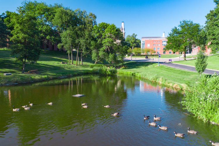 Canadian Geese swim in Ink Pond with Cole Library in the background.