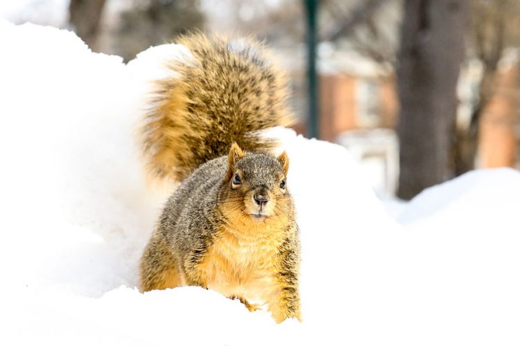 A squirrel looks at the viewer in the snow