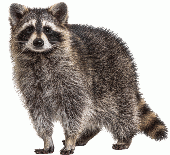 raccoon standing and looking at camera