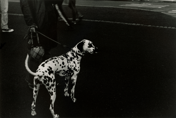 black and white photo of a dalmation