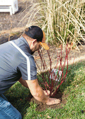 man is kneeling and pressing a red plant into the ground