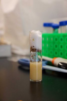 flies in a small test tub with a cotton ball on top.