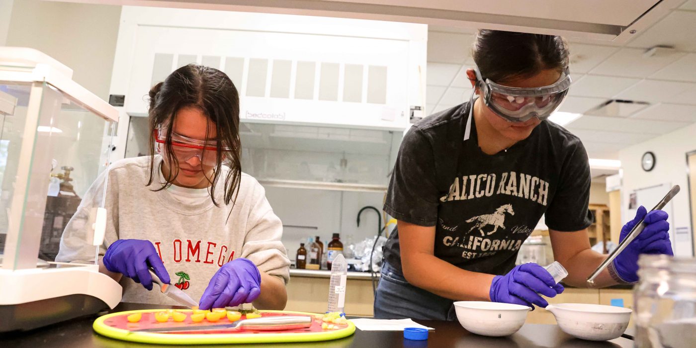 Two students work with tomatoes in a lab setting.