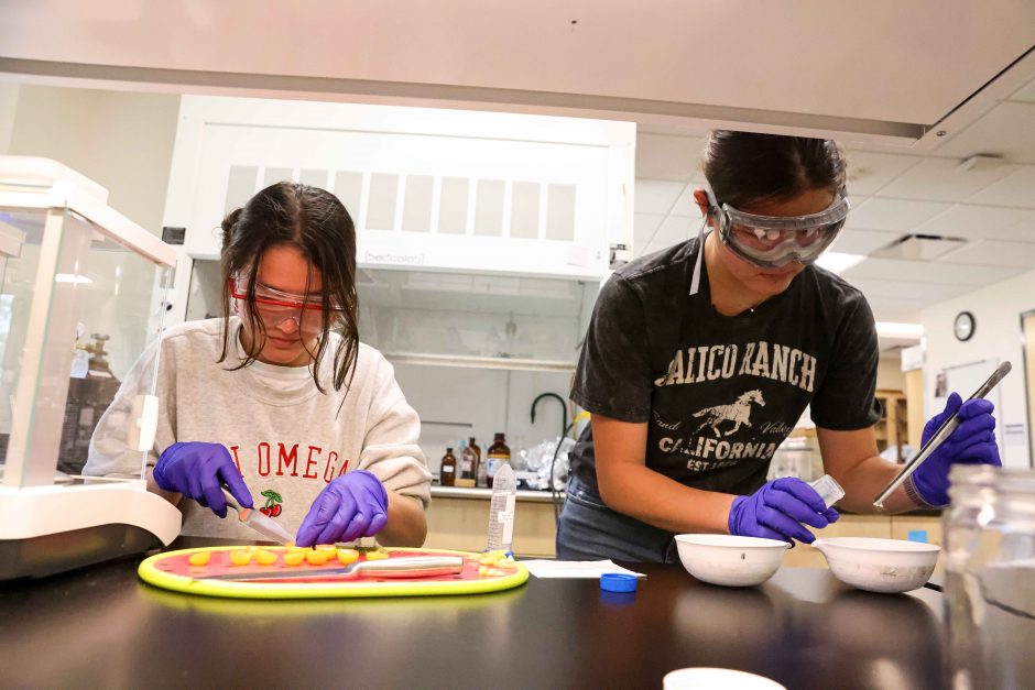 Two students work with tomatoes in a lab setting.