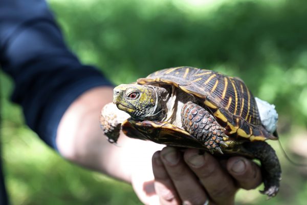 Otten holds a turtle in front of the camrera.