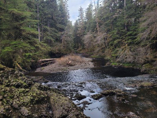 A small creek surrounded by trees.